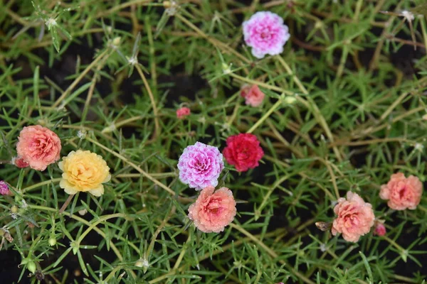 色とりどりの花と朝の日差し — ストック写真