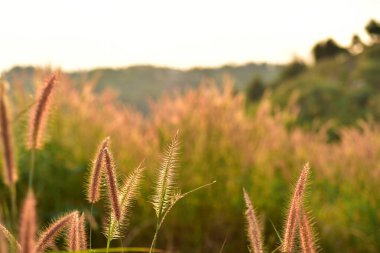beautiful colorful grass in mountains