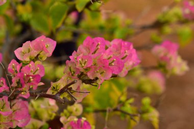 Bahçedeki güzel pembe çiçekler 
