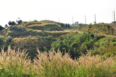 Çimenli güzel dağ manzarası