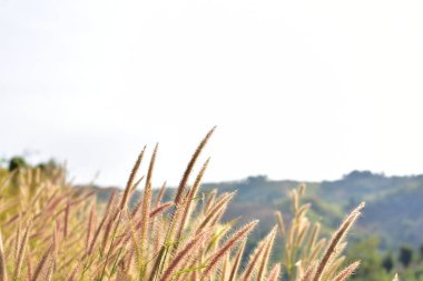 Dağlardaki çimlere yakın
