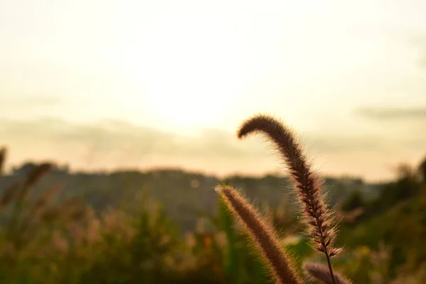 Belle Herbe Colorée Dans Les Montagnes — Photo