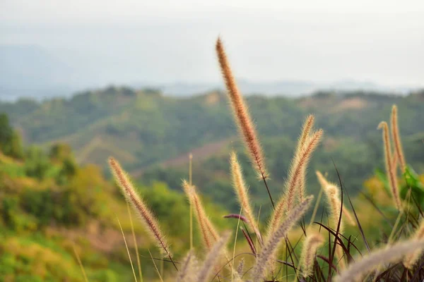 Bellissimo Paesaggio Con Campo Erba — Foto Stock