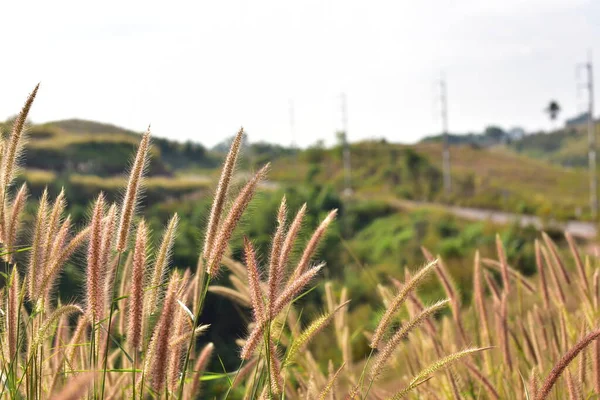 Beautiful Landscape Mountains Grass —  Fotos de Stock
