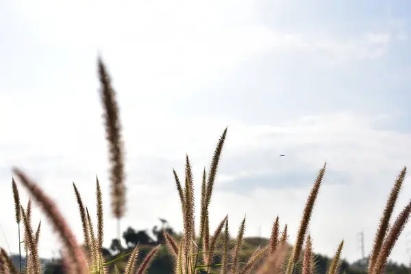 Gros Plan Herbe Dans Les Montagnes — Photo