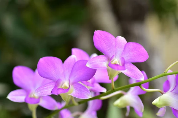 Colorful Flowers Morning Sunshine Colorful Flowers Nature Flowers Garden Flower — стоковое фото