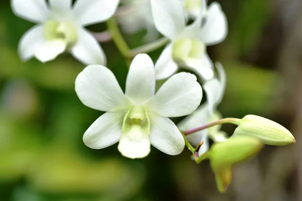 Colorful flowers and morning sunshine,Colorful flowers in nature.flowers in the garden.Flower Blooming in the Suan Luang Rama IX Park.