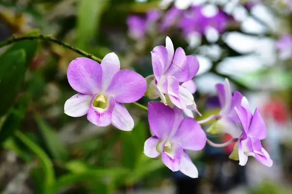 Colorful Flowers Morning Sunshine Colorful Flowers Nature Flowers Garden Flower — стоковое фото