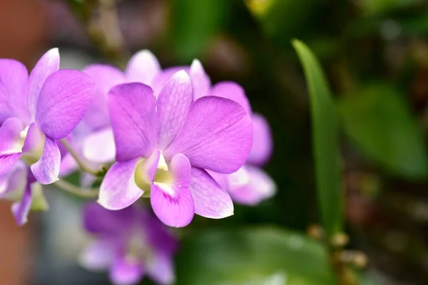 Colorful flowers and morning sunshine,Colorful flowers in nature.flowers in the garden.Flower Blooming in the Suan Luang Rama IX Park.