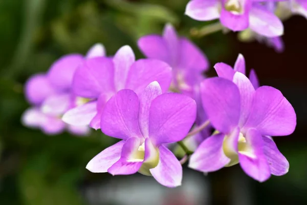 Flores Coloridas Sol Manhã Flores Coloridas Nature Flowers Jardim Flower — Fotografia de Stock