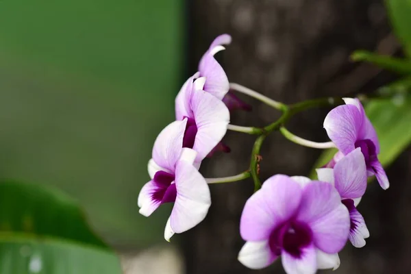 Colorful Flowers Nature Flowers Garden Flower Blooming Suan Luang Rama — Stock Photo, Image