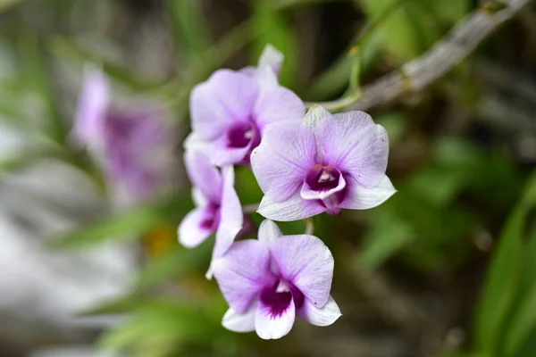 Барвисті Квіти Nature Flowers Garden Flower Blooming Suan Luang Rama — стокове фото