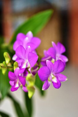 Renkli çiçekler ve sabah güneşi doğada renkli çiçekler. Bahçede çiçekler. Suan Luang Rama IX Parkı 'nda açan çiçekler..