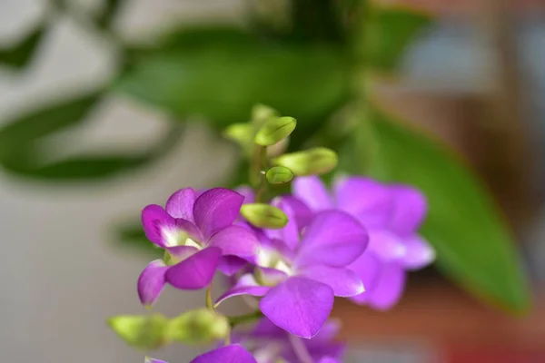 Bunte Blumen Der Natur Blumen Garten Blume Blüht Suan Luang — Stockfoto