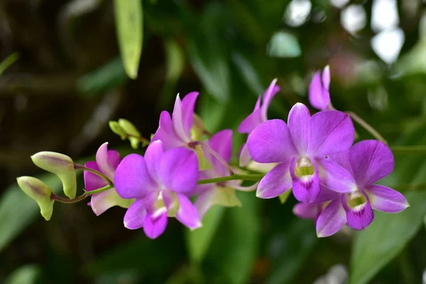Барвисті Квіти Nature Flowers Garden Flower Blooming Suan Luang Rama — стокове фото