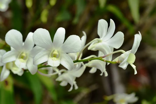 Färgglada Blommor Naturen Blommor Trädgården Blomma Blommar Suan Luang Rama — Stockfoto