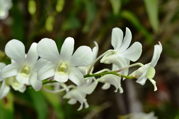 Färgglada Blommor Naturen Blommor Trädgården Blomma Blommar Suan Luang Rama — Stockfoto