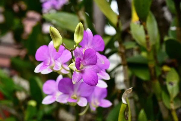 Барвисті Квіти Nature Flowers Garden Flower Blooming Suan Luang Rama — стокове фото