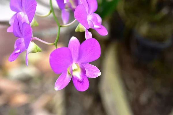 Flores Coloridas Nature Flowers Jardim Flor Florescendo Parque Suan Luang — Fotografia de Stock