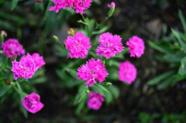 Doğada renkli çiçekler, bahçede çiçekler. Suan Luang Rama IX Parkı 'nda açan çiçekler.. 