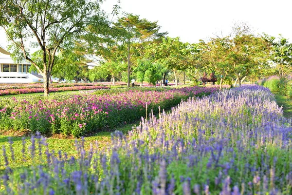 Colorful Flowers Nature Flowers Garden Flower Blooming Suan Luang Rama — стоковое фото