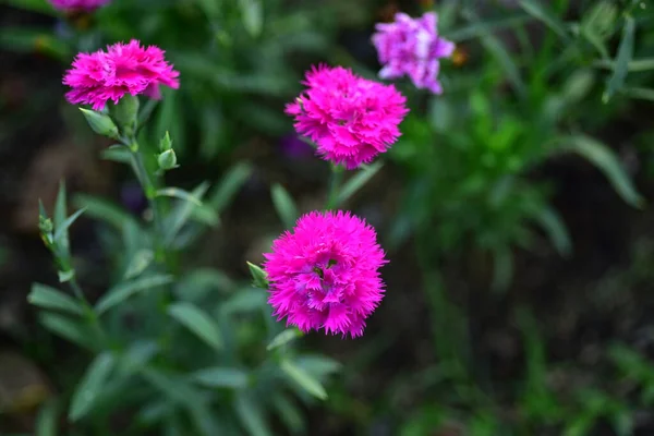 自然の中でカラフルな花 庭の花 サンルアン ラーマIx公園に咲く花 — ストック写真