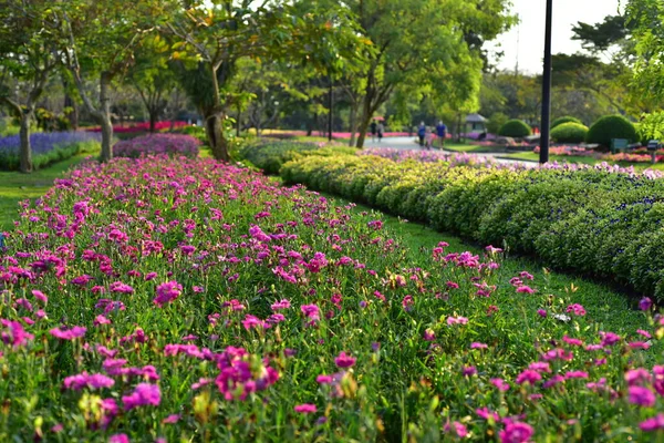 Colorful Flowers Nature Flowers Garden Flower Blooming Suan Luang Rama — стоковое фото