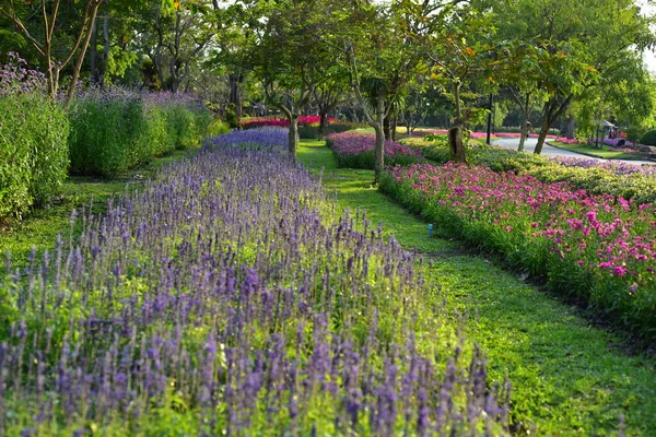 Nature Flower Garden Flower Blooming Suan Luang Rama Park — 스톡 사진