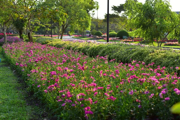 自然界五彩缤纷的花朵 园中的花朵 仙楼山九号的花朵 — 图库照片