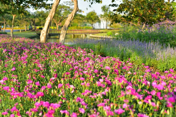 Colorful Flowers Nature Flowers Garden Flower Blooming Suan Luang Rama — стоковое фото