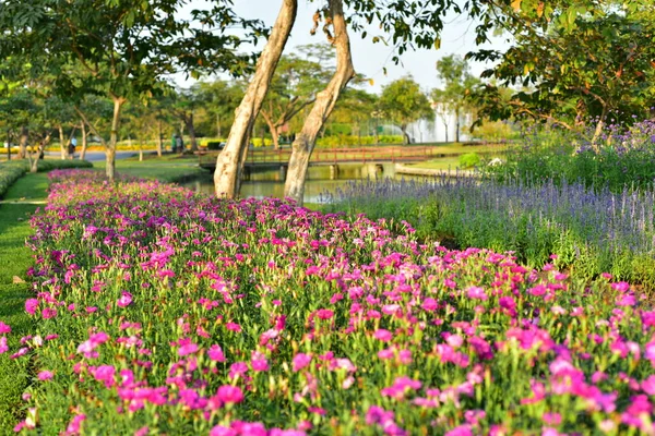 Colorful Flowers Nature Flowers Garden Flower Blooming Suan Luang Rama — Stock Photo, Image