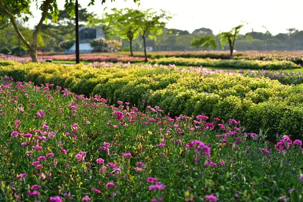 Colorful Flowers Nature Flowers Garden Flower Blooming Suan Luang Rama — стоковое фото