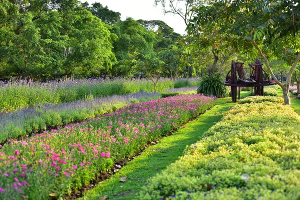 Flores Coloridas Nature Flowers Jardim Flor Florescendo Parque Suan Luang — Fotografia de Stock