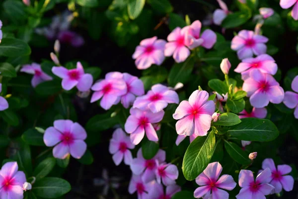 Színes Virágok Természetben Virágok Kertben Virág Virágzás Suan Luang Rama — Stock Fotó