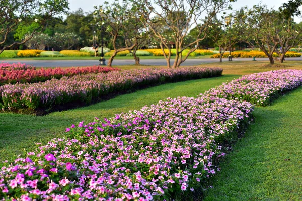 Kolorowe Kwiaty Nature Flowers Ogrodzie Kwiat Kwitnienia Suan Luang Rama — Zdjęcie stockowe