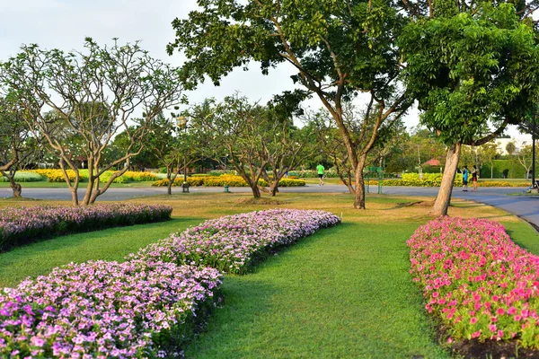 Doğada Renkli Çiçekler Bahçede Çiçekler Suan Luang Rama Parkı Nda — Stok fotoğraf