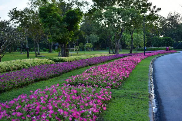 Colorful Flowers Nature Flowers Garden Flower Blooming Suan Luang Rama — стоковое фото