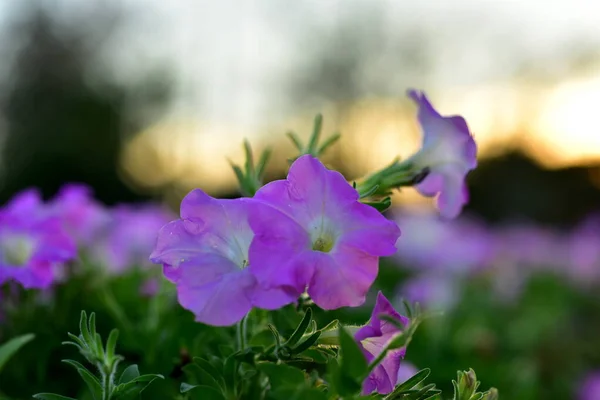 Барвисті Квіти Nature Flowers Garden Flower Blooming Suan Luang Rama — стокове фото