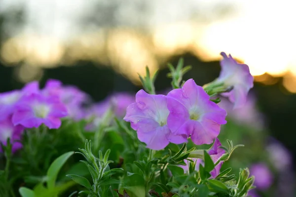 Барвисті Квіти Nature Flowers Garden Flower Blooming Suan Luang Rama — стокове фото