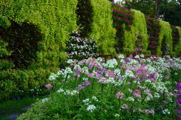 自然の中でカラフルな花 庭の花 サンルアン ラーマIx公園に咲く花 — ストック写真
