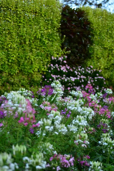 自然の中でカラフルな花 庭の花 サンルアン ラーマIx公園に咲く花 — ストック写真