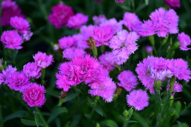 Doğada renkli çiçekler, bahçede çiçekler. Suan Luang Rama IX Parkı 'nda açan çiçekler..