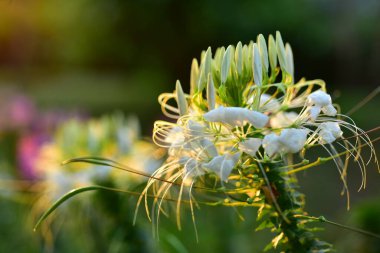 Doğada renkli çiçekler, bahçede çiçekler. Suan Luang Rama IX Parkı 'nda açan çiçekler.. 