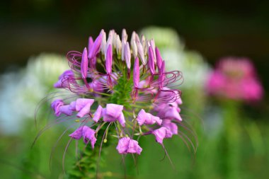 Renkli çiçekler ve sabah güneşi doğada renkli çiçekler. Bahçede çiçekler. Suan Luang Rama IX Parkı 'nda açan çiçekler..
