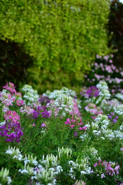 Flores Coloridas Nature Flowers Jardim Flor Florescendo Parque Suan Luang — Fotografia de Stock