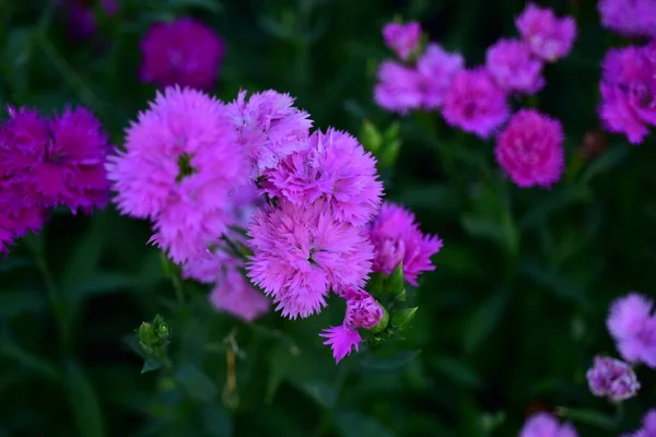 Flores Coloridas Nature Flowers Jardim Flor Florescendo Parque Suan Luang — Fotografia de Stock