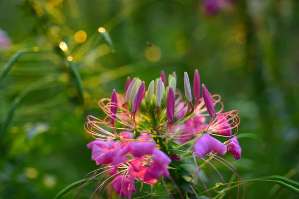 Fiori Colorati Natura Fiori Giardino Fioritura Nel Parco Suan Luang — Foto Stock