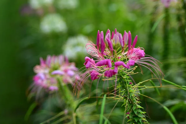 Fiori Colorati Sole Mattutino Fiori Colorati Natura Fiori Giardino Fiori — Foto Stock