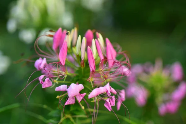 Renkli Çiçekler Sabah Güneşi Doğada Renkli Çiçekler Bahçede Çiçekler Suan — Stok fotoğraf