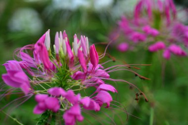 Bahçedeki güzel pembe çiçek